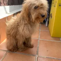 Adopta a Maya