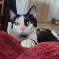 Adopta a Ami