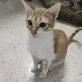 Adopta a Camilo