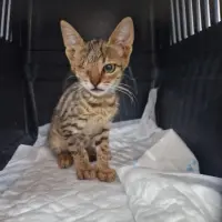 Adopta a Olivia