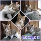 Adopta a Lucas