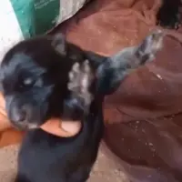 Adopta a Cachorro Pastor Alemán  Negro Sólido