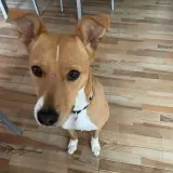 Adopta a Kira
