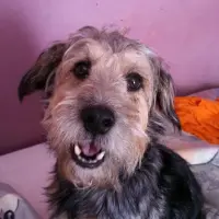 Adopta a Terri