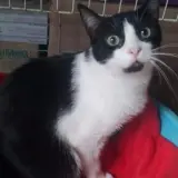 Adopta a Brus