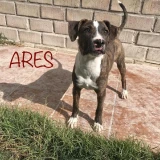 Adopta a Ares