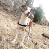 Adopta a Tyson