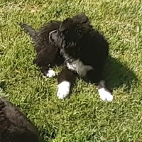 Adopta a Zipi Y Zape