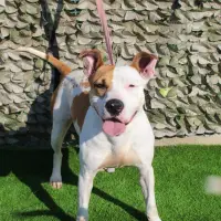 Adopta a Milly
