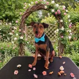Adopta a Leo