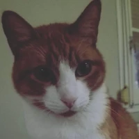 Adopta a Francisco Andreu Morales