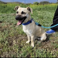 Adopta a Equis