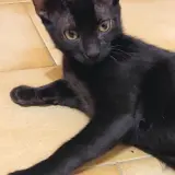 Adopta a Miércoles