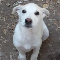 Adopta a Dos