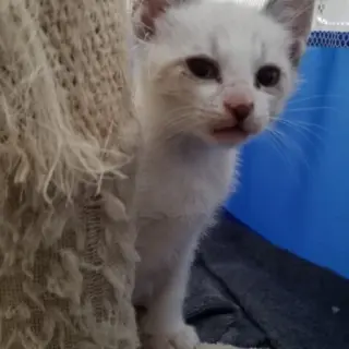 Aladín