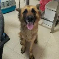 Adopta a Emma