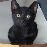 Adopta a Alés