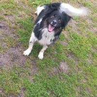 Adopta a Rocky