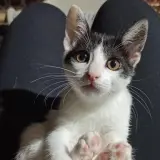 Adopta a Hermione