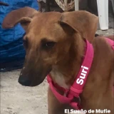 Adopta a Suri