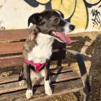 Adopta a Princesa