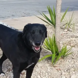 Nora