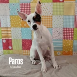 Adopta a Paros