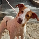 Adopta a Trueno