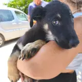 Adopta a Damm