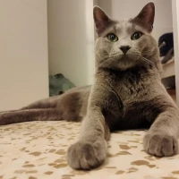 Adopta a Nico