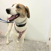 Adopta a Perla