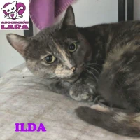 Adopta a Ilda
