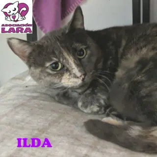 Ilda