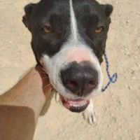 Adopta a Sery