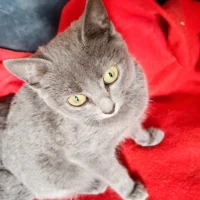 Adopta a Bebés Gris