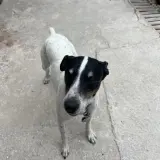 Adopta a Winston