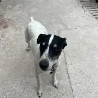 Adopta a Winston