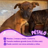 Adopta a Pétalo