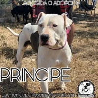 Adopta a Principe