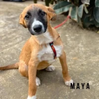 Adopta a Maya