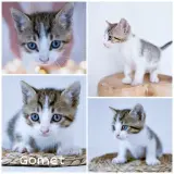 Adopta a Gomet