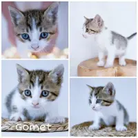 Adopta a Gomet