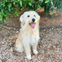 Adopta a Beauty