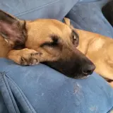 Adopta a Luna