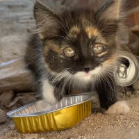 Adopta a Sin Nombre 1