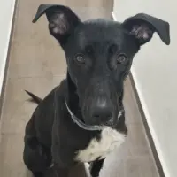 Adopta a Trufa
