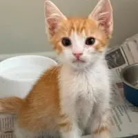 Adopta a Guilly