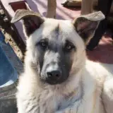 Adopta a Bosco