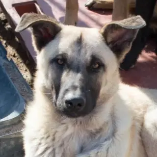 Bosco