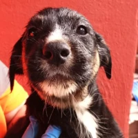 Adopta a Pumba